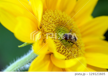 夏の花とハナアブ 129121605