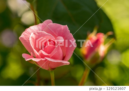 きれいな薔薇 きれいな薔薇 129121607