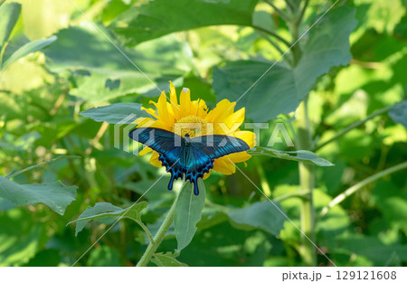 夏の花と青いチョウ 夏の花と青いチョウ 129121608