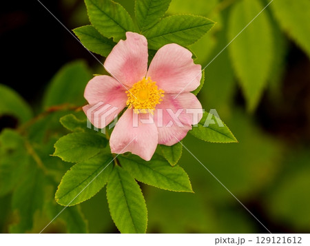 イノバラの開花 129121612