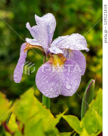 雨のあとのショウブ 129121619