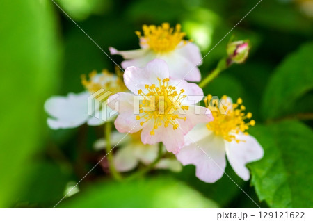 ピンクのイノバラ 129121622