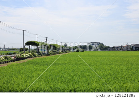 成長する稲田の広がる加須市騎西町の風景 129121898