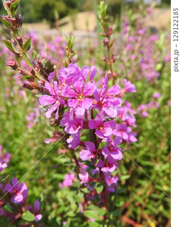 水辺に群生するミソハギ 129122185