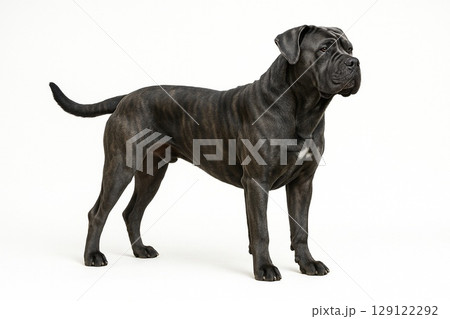 イタリアン・コルソ・ドッグ 129122292
