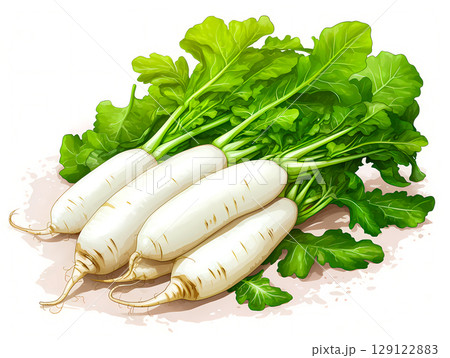 たくさんの大根 129122883