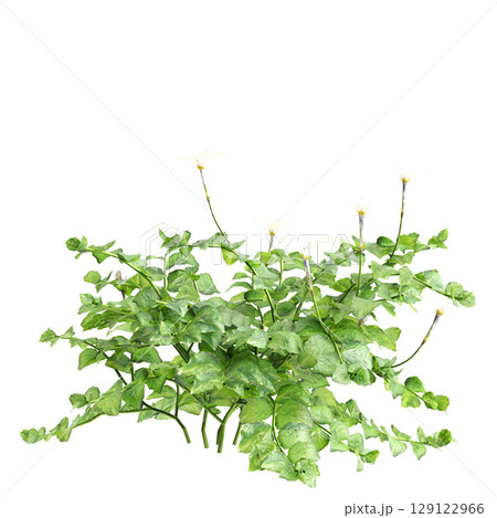 3d illustration of bush Isotoma fluviatilis isolated on black background 129122966