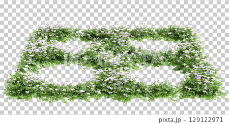 3d illustration of bush Isotoma fluviatilis isolated on black background 3d illustration of bush Isotoma fluviatilis isolated on black background 129122971