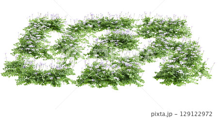 3d illustration of bush Isotoma fluviatilis isolated on black background 129122972