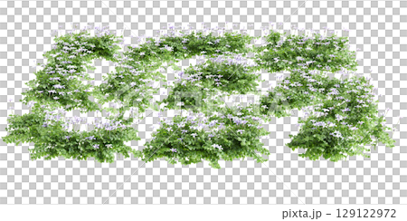 3d illustration of bush Isotoma fluviatilis isolated on black background 129122972