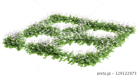 3d illustration of bush Isotoma fluviatilis isolated on black background 3d illustration of bush Isotoma fluviatilis isolated on black background 129122973