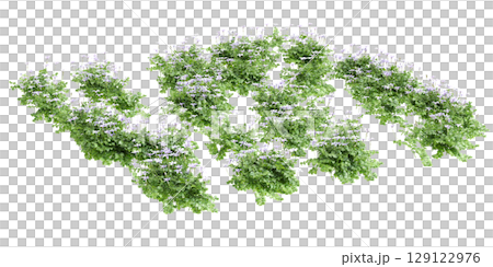 3d illustration of bush Isotoma fluviatilis isolated on black background 129122976