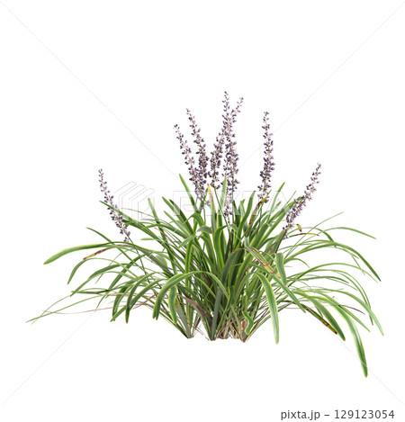 3d illustration of bush Liriope muscari variegata isolated on transparent background 129123054