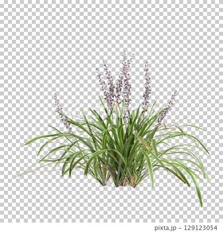 3d illustration of bush Liriope muscari variegata isolated on transparent background 3d illustration of bush Liriope muscari variegata isolated on transparent background 129123054