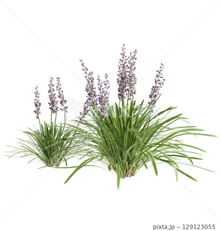 3d illustration of bush Liriope muscari variegata isolated on transparent background 3d illustration of bush Liriope muscari variegata isolated on transparent background 129123055