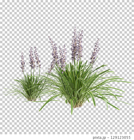 3d illustration of bush Liriope muscari variegata isolated on transparent background 3d illustration of bush Liriope muscari variegata isolated on transparent background 129123055