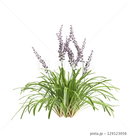 3d illustration of bush Liriope muscari variegata isolated on transparent background 129123056