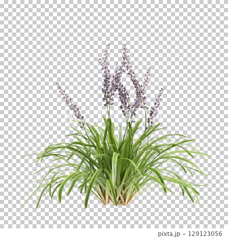 3d illustration of bush Liriope muscari variegata isolated on transparent background 129123056