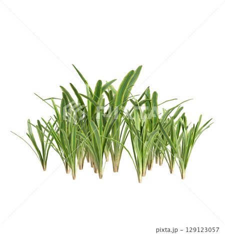 3d illustration of bush Liriope muscari variegata isolated on transparent background 3d illustration of bush Liriope muscari variegata isolated on transparent background 129123057