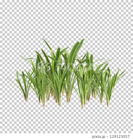 3d illustration of bush Liriope muscari variegata isolated on transparent background 129123057