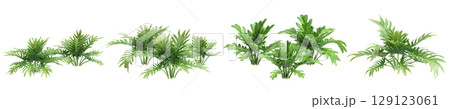 3d illustration of set bush philodendron xanadu isolated on transparent background 129123061
