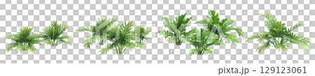 3d illustration of set bush philodendron xanadu isolated on transparent background 129123061
