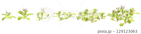3d illustration of set bush mazus pumilus isolated on transparent background 129123063