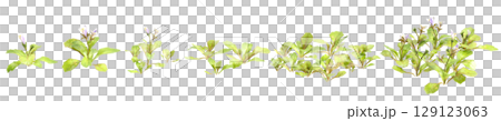 3d illustration of set bush mazus pumilus isolated on transparent background 129123063