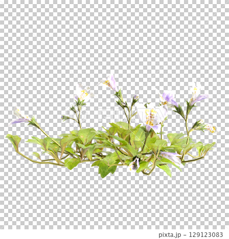 3d illustration of bush mazus pumilus isolated on transparent background 3d illustration of bush mazus pumilus isolated on transparent background 129123083