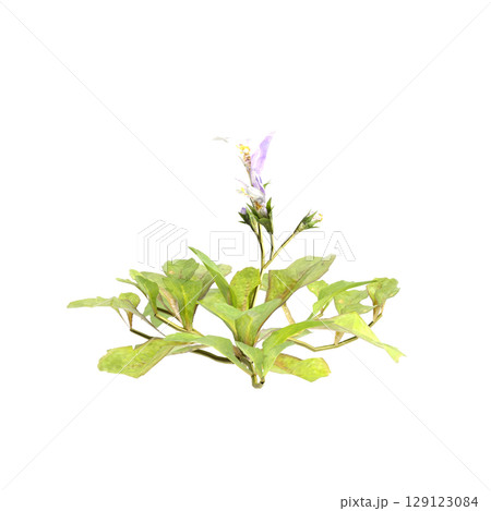 3d illustration of bush mazus pumilus isolated on transparent background 129123084
