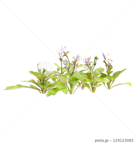 3d illustration of bush mazus pumilus isolated on transparent background 129123085