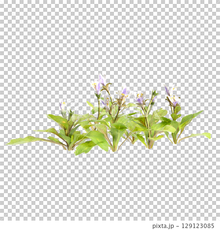 3d illustration of bush mazus pumilus isolated on transparent background 129123085