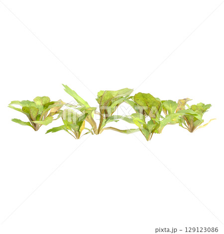 3d illustration of bush mazus pumilus isolated on transparent background 129123086