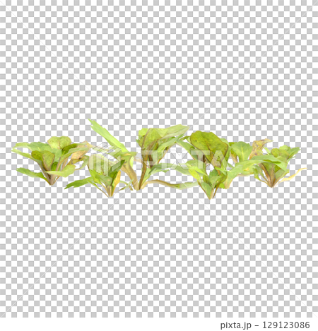3d illustration of bush mazus pumilus isolated on transparent background 129123086