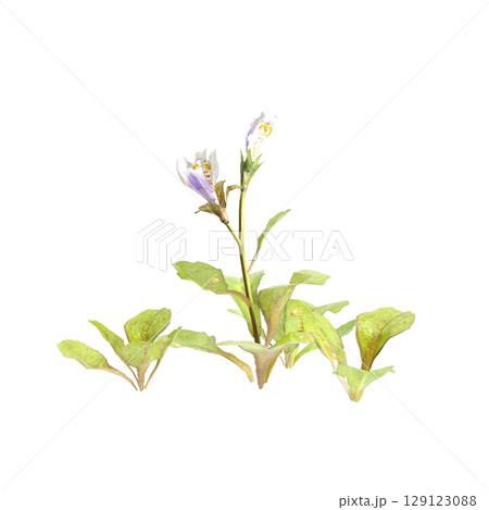 3d illustration of bush mazus pumilus isolated on transparent background 129123088