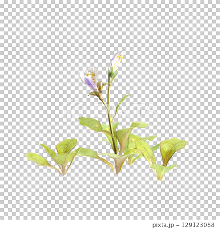 3d illustration of bush mazus pumilus isolated on transparent background 129123088
