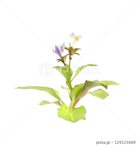 3d illustration of bush mazus pumilus isolated on transparent background 129123089