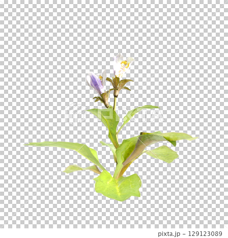 3d illustration of bush mazus pumilus isolated on transparent background 129123089