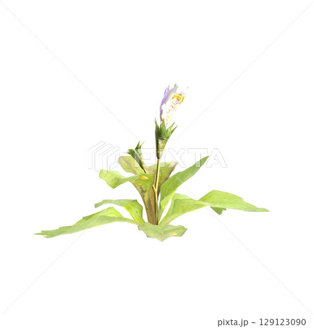 3d illustration of bush mazus pumilus isolated on transparent background 129123090