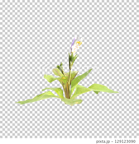 3d illustration of bush mazus pumilus isolated on transparent background 3d illustration of bush mazus pumilus isolated on transparent background 129123090