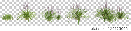 3d illustration of set bush Liriope muscari variegata isolated on transparent background 3d illustration of set bush Liriope muscari variegata isolated on transparent background 129123093