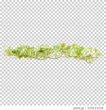3d illustration of bush mazus pumilus isolated on transparent background 129123226