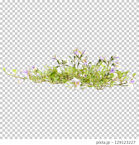 3d illustration of bush mazus pumilus isolated on transparent background 3d illustration of bush mazus pumilus isolated on transparent background 129123227