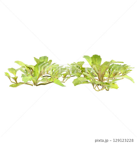 3d illustration of bush mazus pumilus isolated on transparent background 129123228