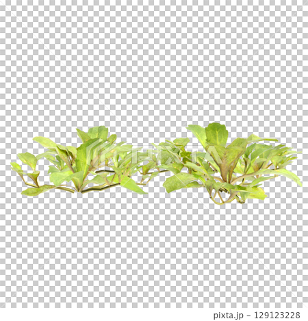 3d illustration of bush mazus pumilus isolated on transparent background 129123228