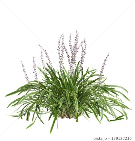 3d illustration of bush Liriope muscari variegata isolated on transparent background 129123230