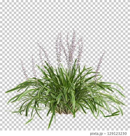 3d illustration of bush Liriope muscari variegata isolated on transparent background 129123230