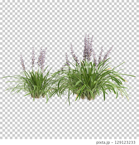 3d illustration of bush Liriope muscari variegata isolated on transparent background 3d illustration of bush Liriope muscari variegata isolated on transparent background 129123233