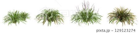 3d illustration of set bush Liriope muscari variegata isolated on transparent background 129123274