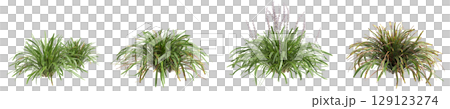 3d illustration of set bush Liriope muscari variegata isolated on transparent background 129123274
